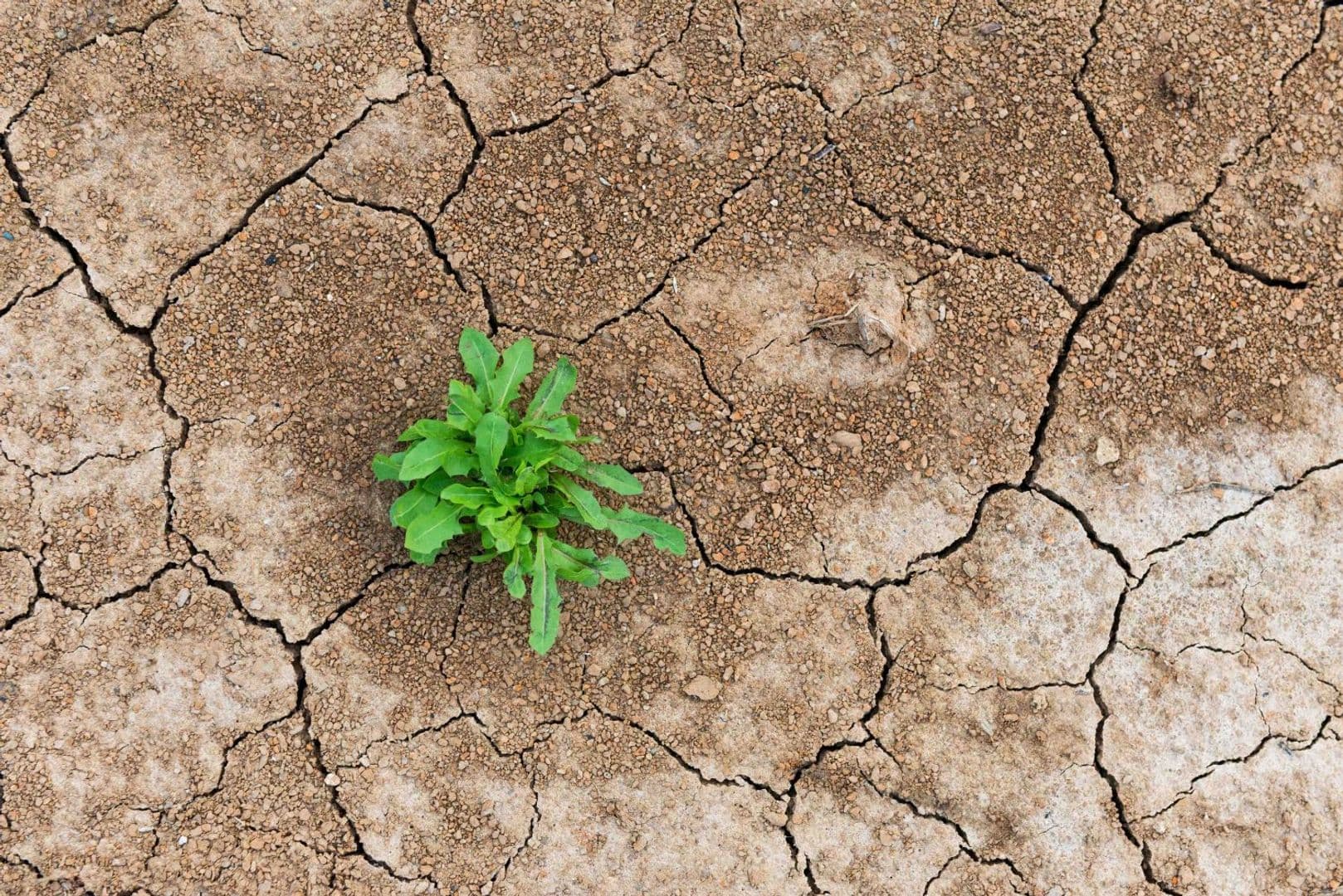 Una planta verde brota de la tierra agrietada, simbolizando la resiliencia y el potencial de crecimiento del sector DeFi frente a la reciente turbulencia del mercado.